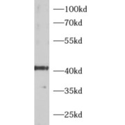 WB analysis of HEK-293 cells, using ADRM1 antibody (1/1000 dilution).