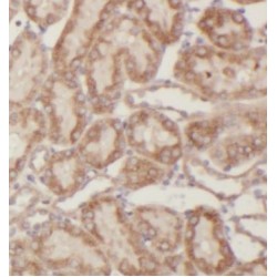 Perilipin-2 (PLIN2) Antibody