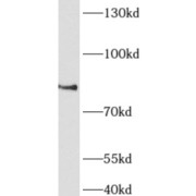 WB analysis of COS-7 cells, using AFAP1L1 antibody (1/600 dilution).