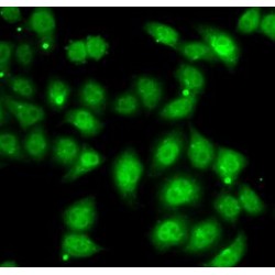 AFF1-Specific Antibody