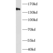 WB analysis of L02 cells, using AFF4 antibody (1/500 dilution).