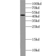 WB analysis of mouse lung tissue, using AGER antibody (1/600 dilution).