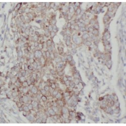 Adenosylhomocysteinase (AHCY) Antibody