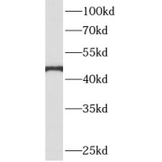 WB analysis of mouse thymus tissue, using AHCY antibody (1/1000 dilution).