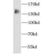 WB analysis of HeLa cells, using AHI1 antibody (1/1000 dilution).