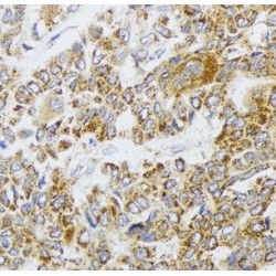 Apoptosis-Inducing Factor 3 (AIFM3) Antibody