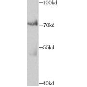 WB analysis of THP-1 cells, using AIFM3 antibody (1/1000 dilution).