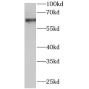 WB analysis of L02 cells, using AIRE antibody (1/1000 dilution).