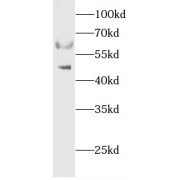 WB analysis of Mouse liver, using ALAS2 antibody (1/1000 dilution).