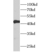 WB analysis of mouse lung tissue, using ALDH3B2 antibody (1/500 dilution).