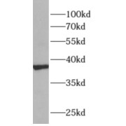 WB analysis of mouse cerebellum tissue, using ALDOC antibody (1/800 dilution).