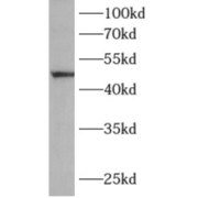 WB analysis of HeLa cells, using ALG1 antibody (1/300 dilution).