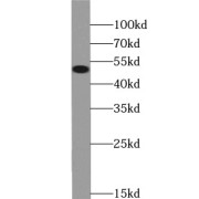 WB analysis of HeLa cells, using ALKBH5 antibody (1/500 dilution).