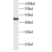 WB analysis of human skeletal muscle tissue, using ALLC antibody (1/500 dilution).