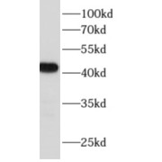 WB analysis of mouse heart tissue, using ACTC1 antibody (1/1000 dilution).