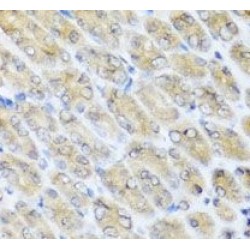 FAD-Linked Sulfhydryl Oxidase ALR (ALR) Antibody