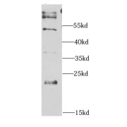 WB analysis of Various lysates, using GFER antibody (1/1000 dilution).