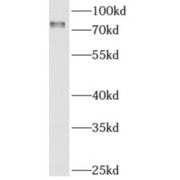 WB analysis of HepG2 cells, using AMFR antibody (1/800 dilution).