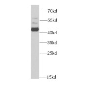 WB analysis of K-562 cells, using ACY1 antibody (1/600 dilution).