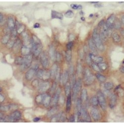 Amphiregulin (AREG) Antibody