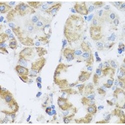 AMPK gamma 1 Antibody