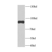 WB analysis of BxPC-3 cells, using ANAPC5 antibody (1/1000 dilution).