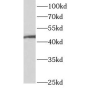 WB analysis of HEK-293 cells, using ANGPTL5 antibody (1/500 dilution).