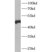 WB analysis of HeLa cells, using ANKMY2 antibody (1/500 dilution).