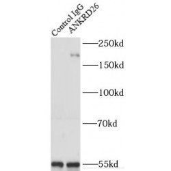 Ankyrin Repeat Domain 26 (ANKRD26) Antibody