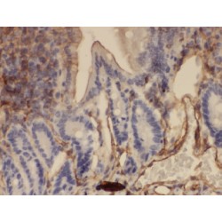 Annexin A13 (ANXA13) Antibody