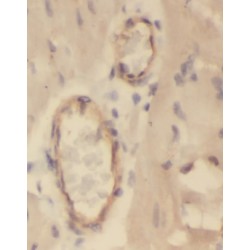 Annexin A8 (ANXA8) Antibody