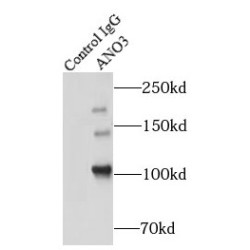 Anoctamin 3 (ANO3) Antibody