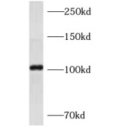 WB analysis of HEK-293 cells, using AP1B1 antibody (1/1000 dilution).