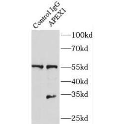 DNA-(Apurinic Or Apyrimidinic Site) Lyase (APEX1) Antibody