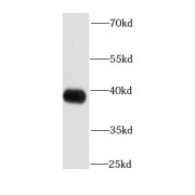 WB analysis of HepG2 cells, using APEX1 antibody (1/1000 dilution).