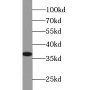 WB analysis of HepG2 cells, using APEX1 antibody (1/500 dilution).
