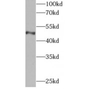 WB analysis of HepG2 cells, using API5 antibody (1/300 dilution).