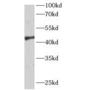 WB analysis of SH-SY5Y cells, using APLNR antibody (1/600 dilution).