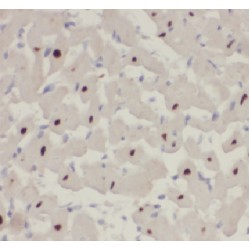 Apolipoprotein B mRNA Editing Enzyme Catalytic Subunit 2 (APOBEC2) Antibody