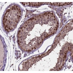 Apolipoprotein B mRNA Editing Enzyme Catalytic Polypeptide Like 4 (APOBEC4) Antibody