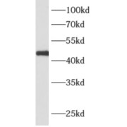 WB analysis of HeLa cells, using APOBEC4 antibody (1/1500 dilution).