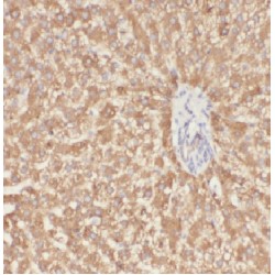 Apolipoprotein F (APOF) Antibody