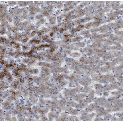 Apolipoprotein L (APOL1) Antibody