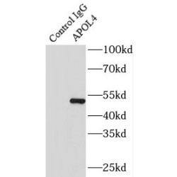 Apolipoprotein L4 (APOL4) Antibody