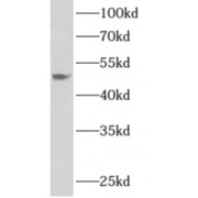 WB analysis of HepG2 cells, using APOL4 antibody (1/1000 dilution).