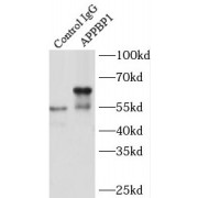 IP analysis of mouse kidney tissue lysate (4000 µg), using APPBP1 antibody (4 µg, detection: 1/500 dilution).