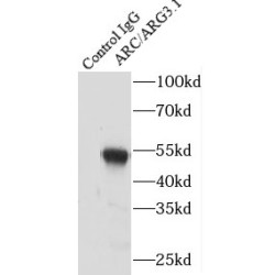 ARC / ARG3.1 Antibody