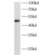 WB analysis of SH-SY5Y cells, using ARC antibody (1/500 dilution).