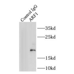 ADP-Ribosylation Factor 1 (ARF1) Antibody