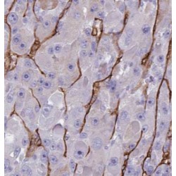 ARF6-Specific Antibody